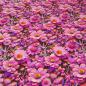 Preview: Stoff Viskose Jersey mit Blumenmuster Blüten Design pink rosa orange bunt Kleiderstoff Kinderstoff