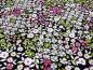 Preview: Stoff Viskose Blusenstoff mit Blumen Streublumen Design weiß schwarz grün rosa Kleiderstoff