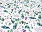 Preview: Fabric cotton jersey eucalyptus leaves design white green pink purple colorful children's fabric dress fabric