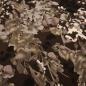 Preview: Fabric viscose jersey abstract flowers leaves design brown beige sand black dress fabric